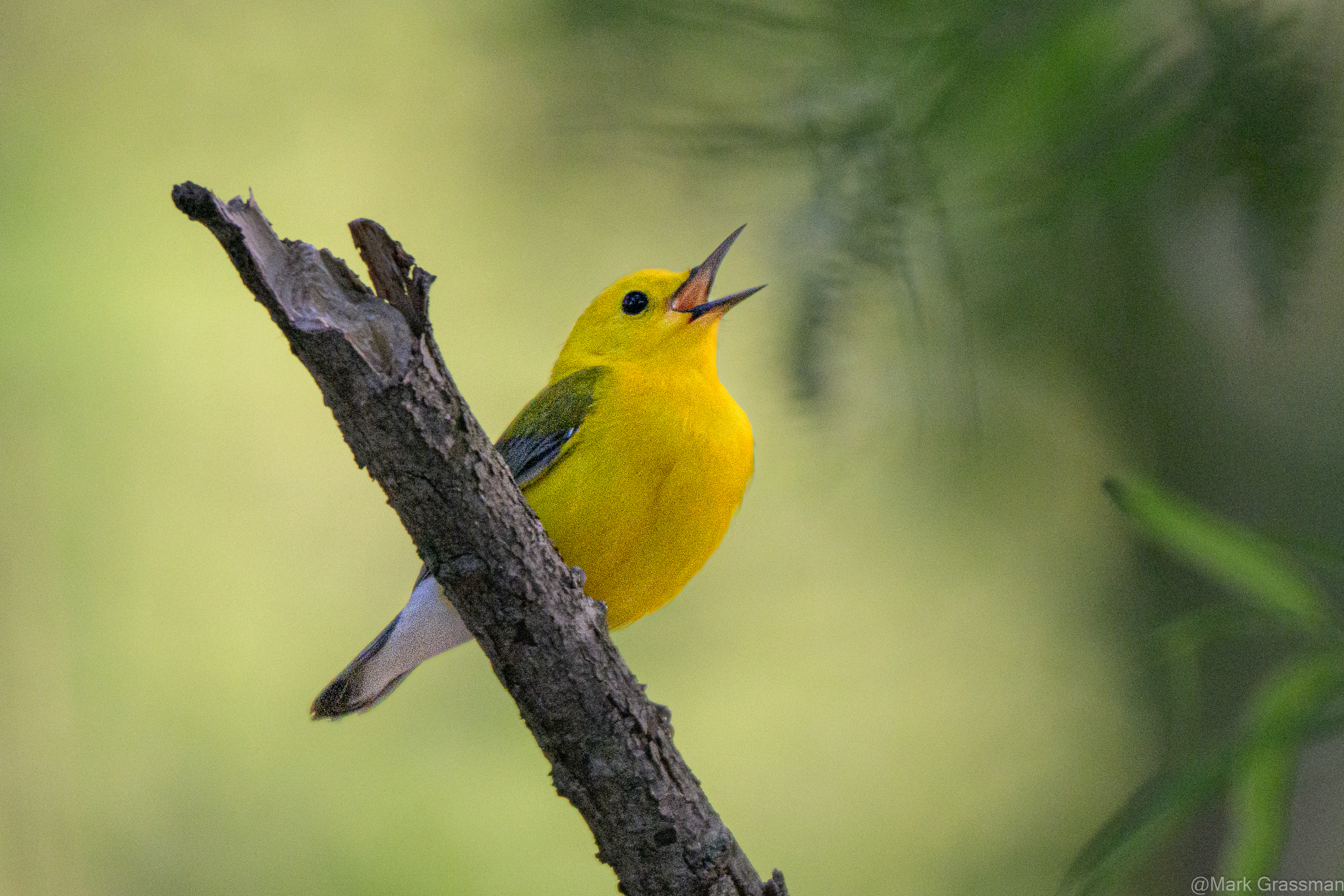 Prothonotary Warbler Singing